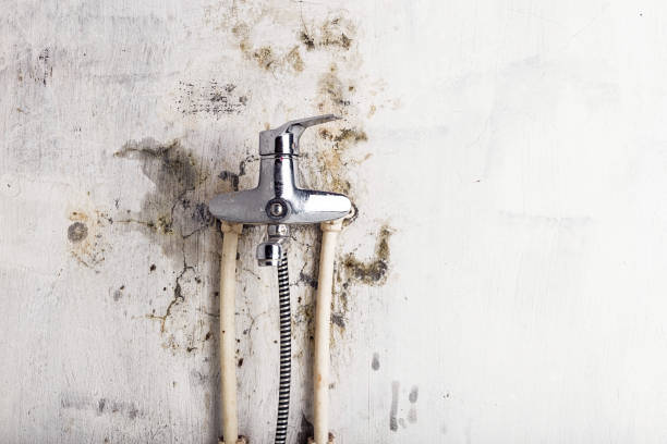 Best Black Mold Removal  in Glen Rose, TX
