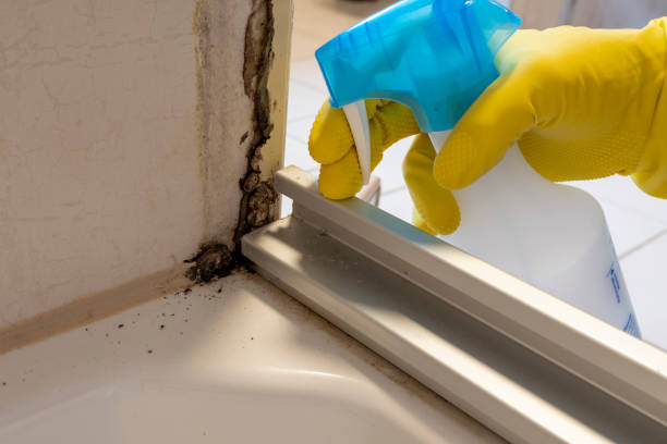 Professional Mold Removal in Glen Rose, TX