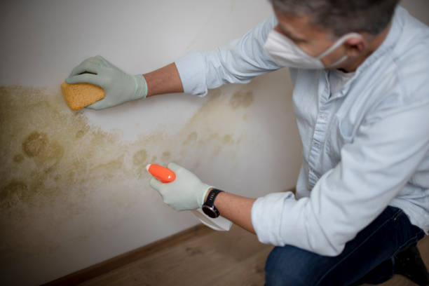 Best Mold Removal Company Near Me  in Glen Rose, TX