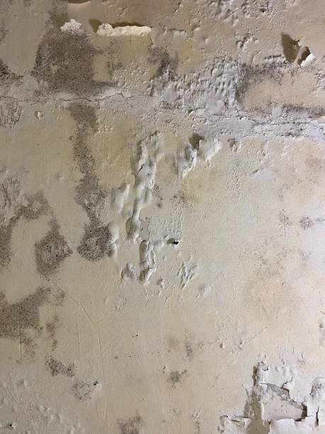 Best Office Mold Removal Services  in Glen Rose, TX